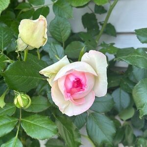 Meet your Posher, Ilyssa